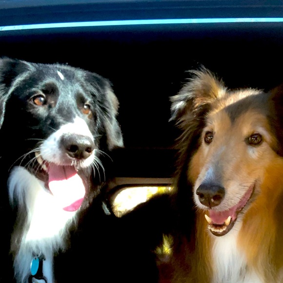 Meet your Posher, Garrick - Picture 1 of 1